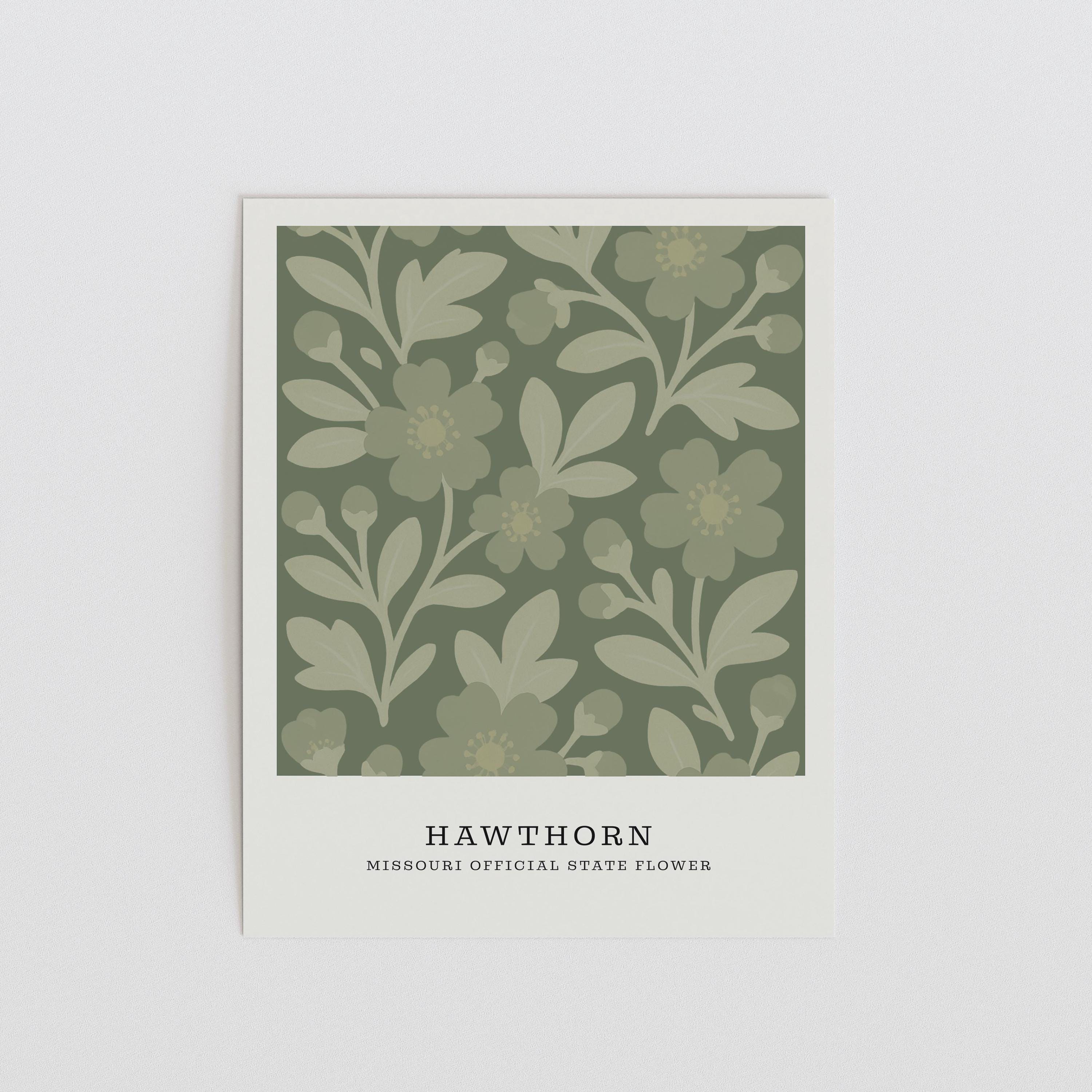 Missouri state flower art print, white hawthorn blossom