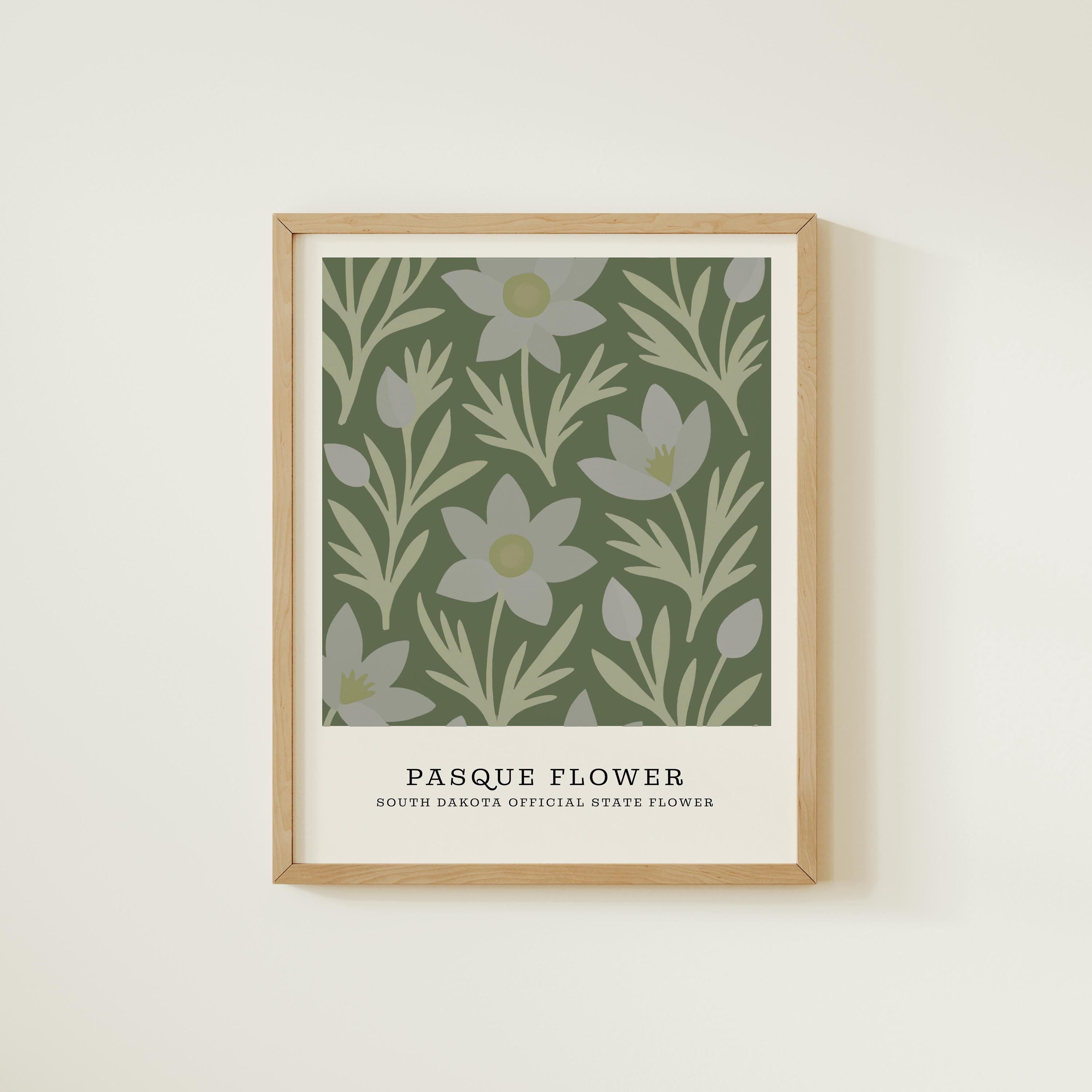 South Dakota state flower art print, pasque flower