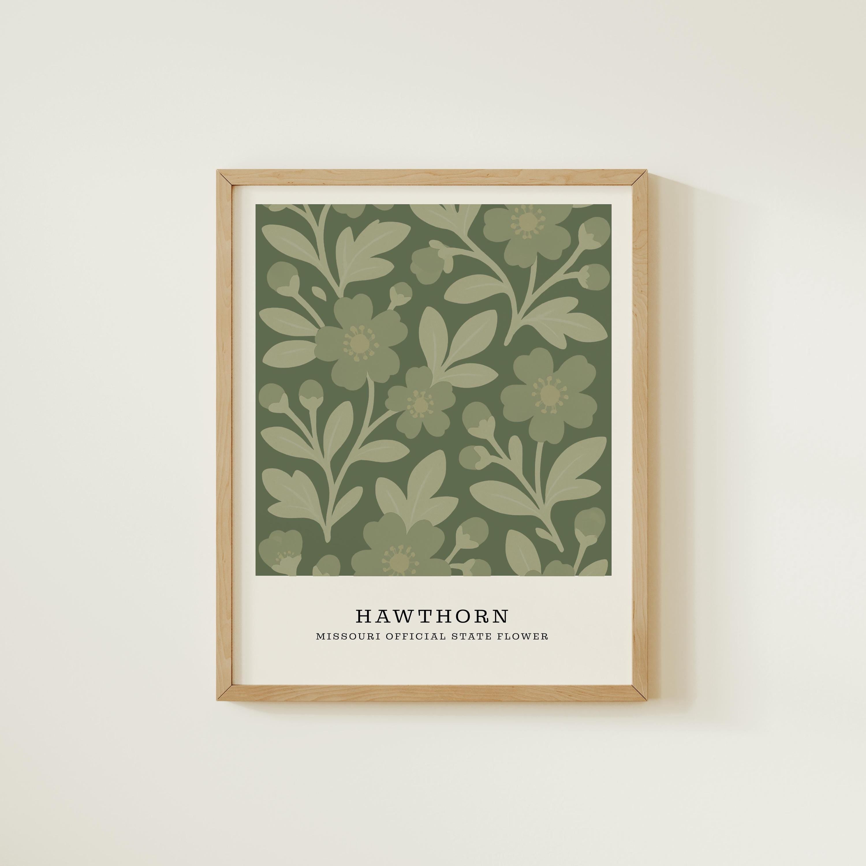 Missouri state flower art print, white hawthorn blossom