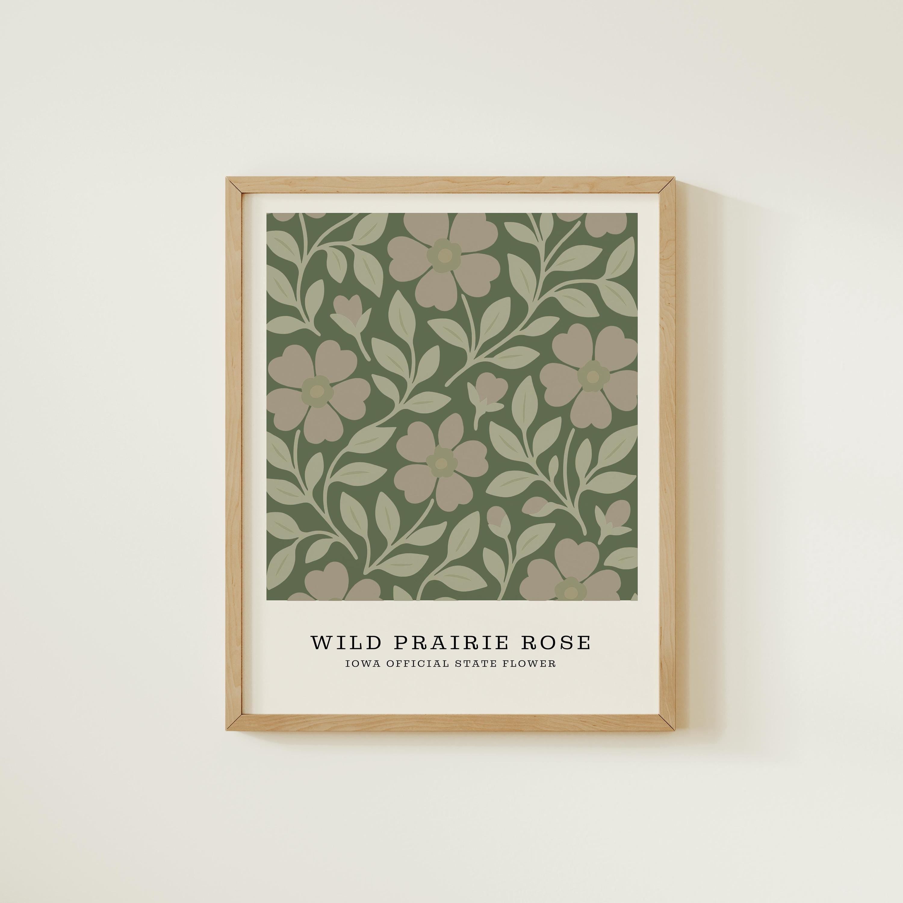 Iowa state flower art print, wild prairie rose