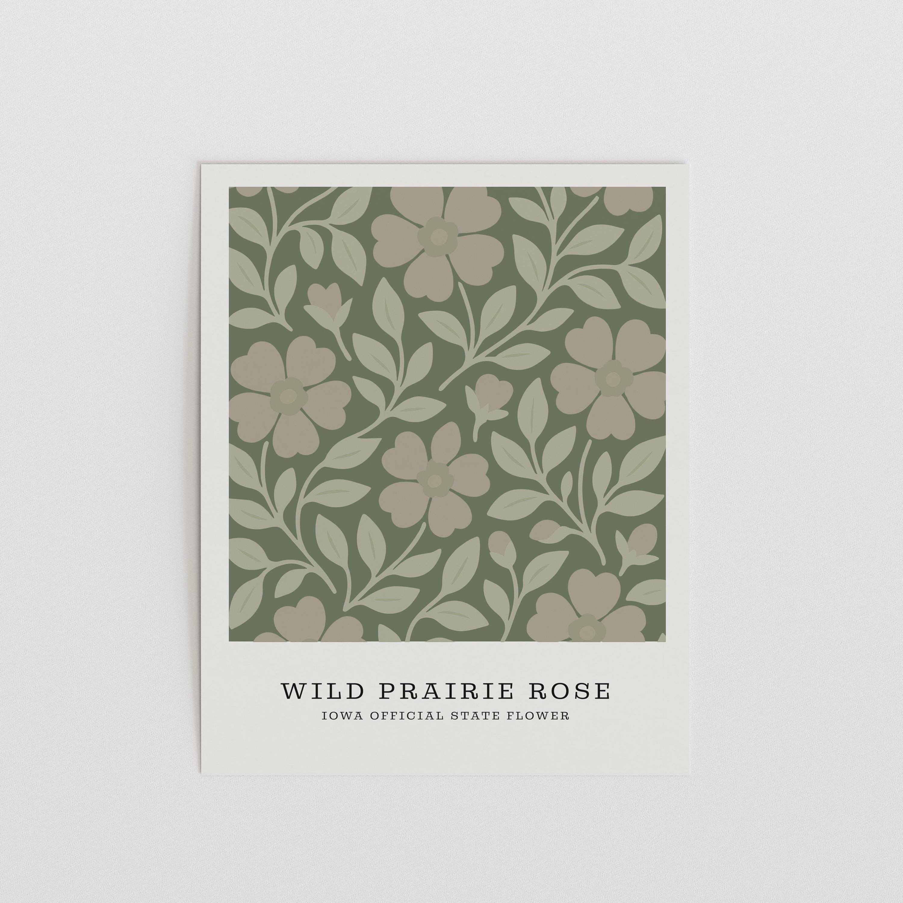 Iowa state flower art print, wild prairie rose