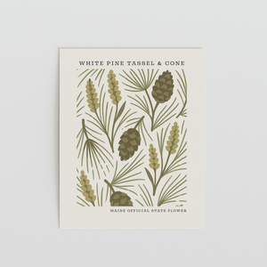 Maine State Flower Art Print – White Pine Cone and Tassel - The FlatFile Society